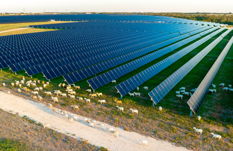 Lightsource bp developing 288-MW Texas solar portfolio